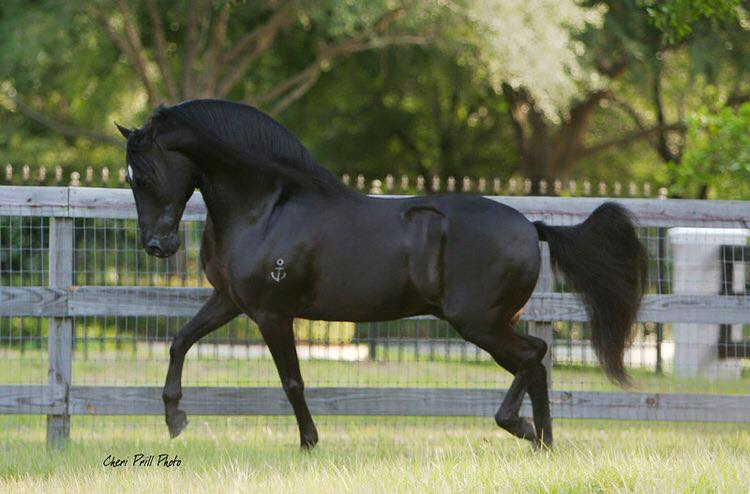 Paso Fino stallion, Jaranero